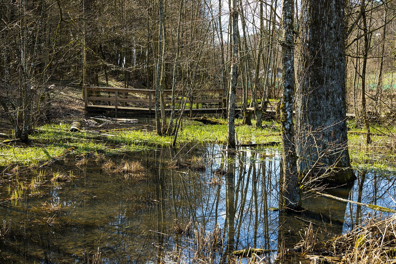 Feuchtgebiet mit Brücke – Biotoppflege in der Schweinfurter Waldlandschaft