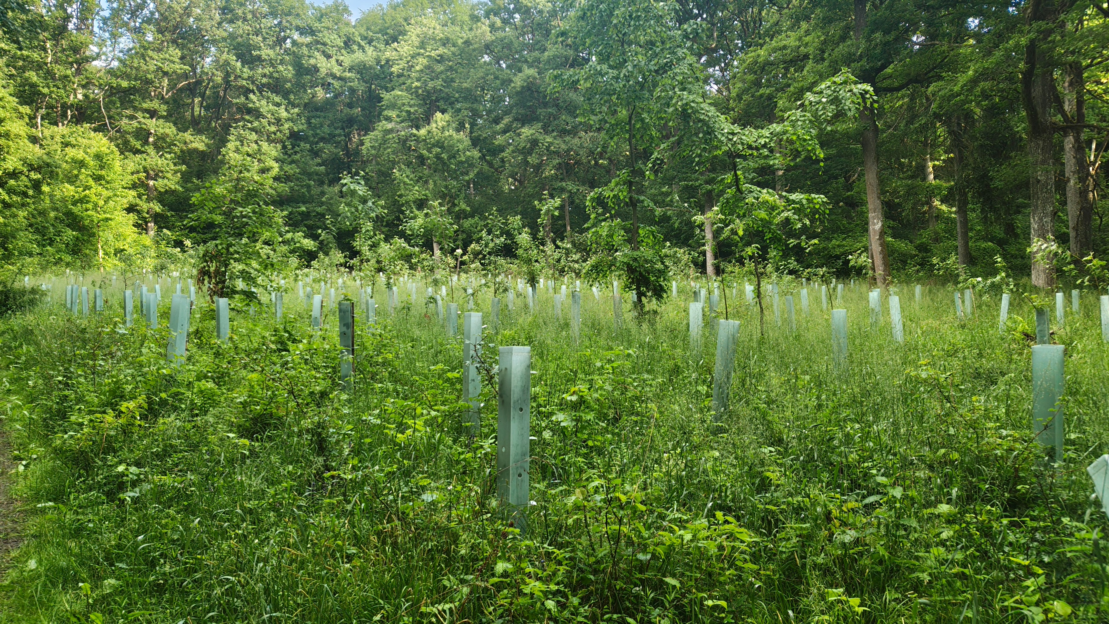 Junge Speierlinge mit Einzelschutz in naturnaher Aufforstungsfläche bei Schweinfurt – effektiver Verbissschutz in der Waldverjüngung