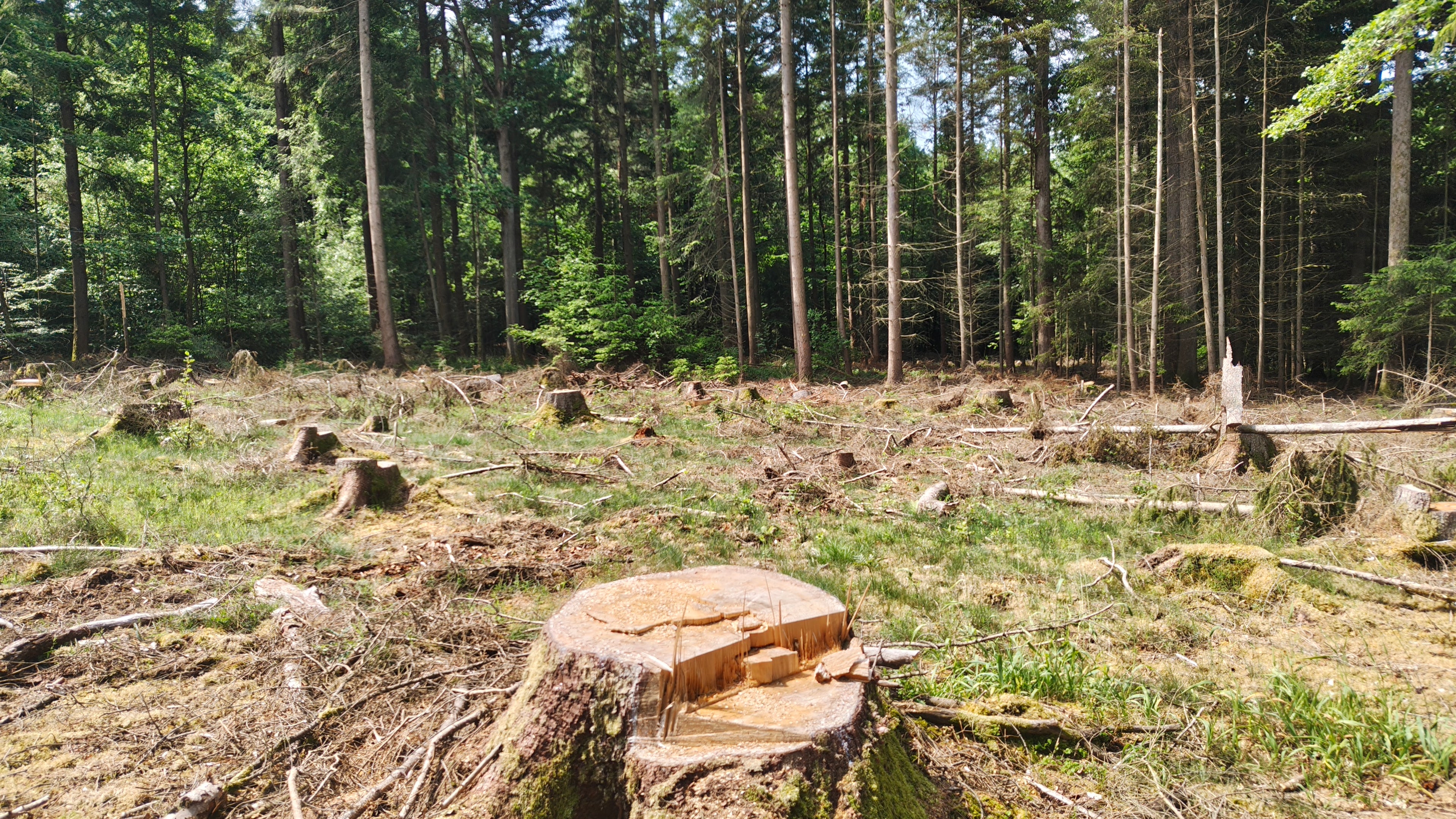 Gefällte Fichten nach erfolgreicher Borkenkäferbekämpfung – nachhaltige Waldpflege in der Region Schweinfurt.