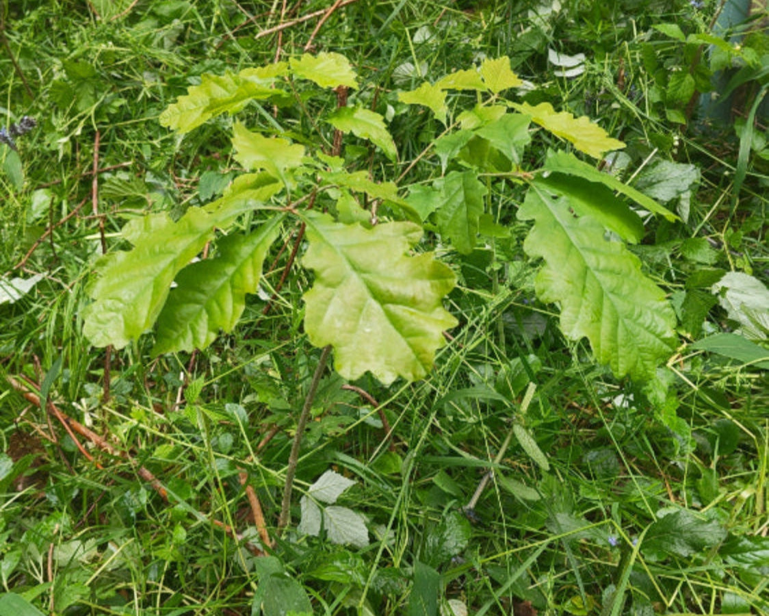 Freigestellte junge Eiche nach erfolgreicher Kulturpflege bei Üchtelhausen – gezielte Förderung stabiler Laubbaumarten im Raum Schweinfurt