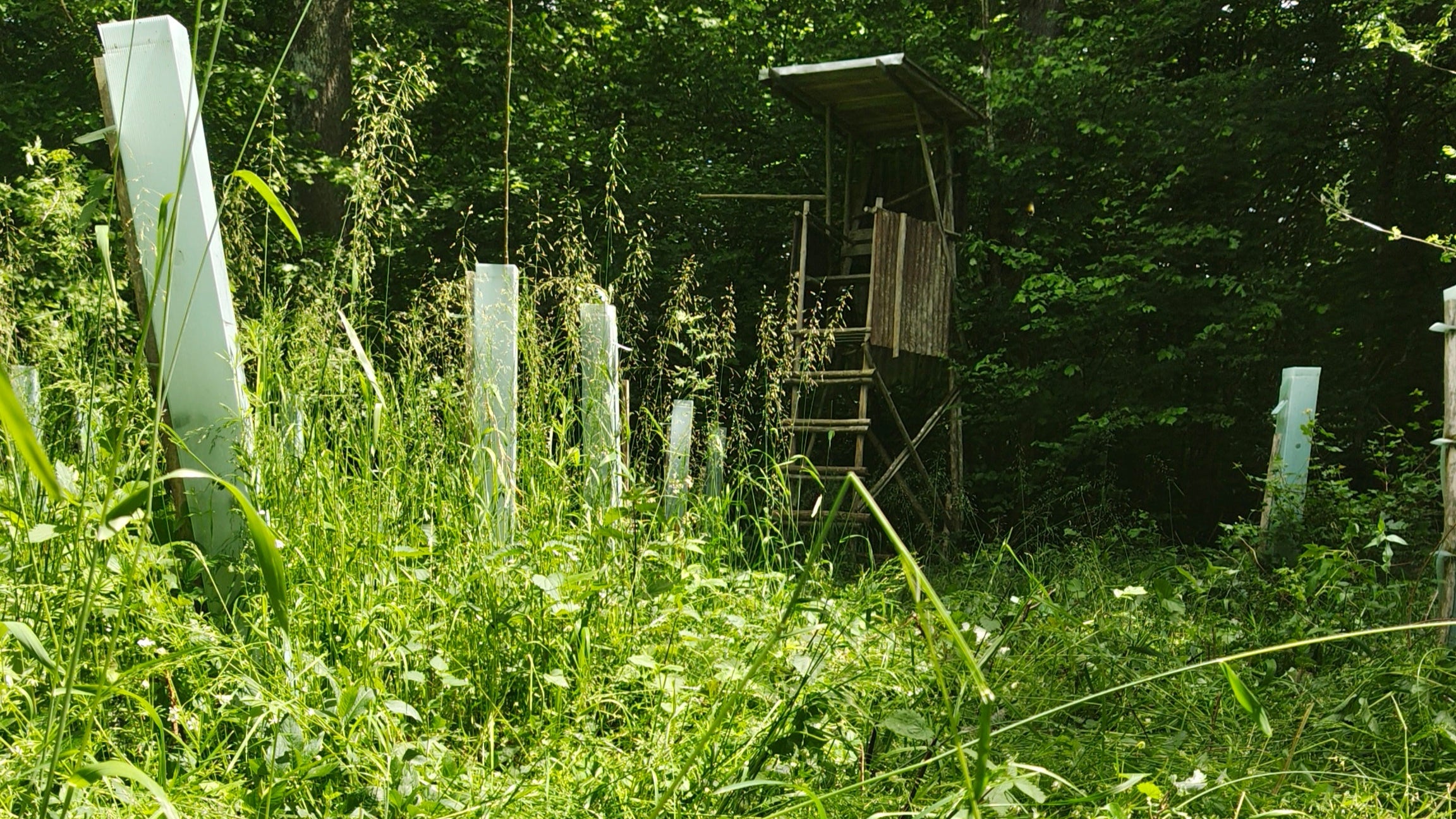 Vergleich zwischen gepflegter und ungepflegter Kulturfläche bei Üchtelhausen – deutlich sichtbare Wirkung der fachgerechten Jungbestandspflege im Raum Schweinfurt