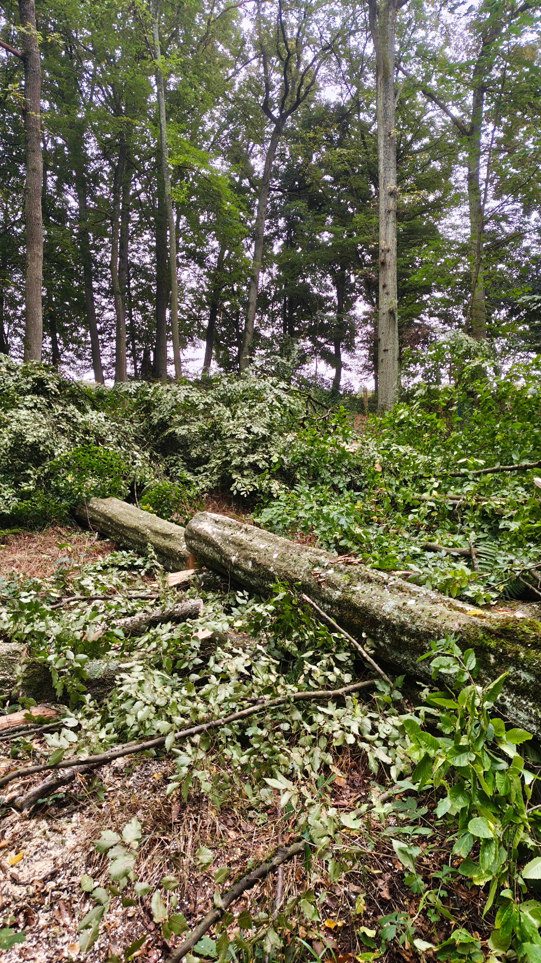Privatwald Holzernte – sichere Baumfällung zur Verjüngung und langfristigen Walderhaltung.