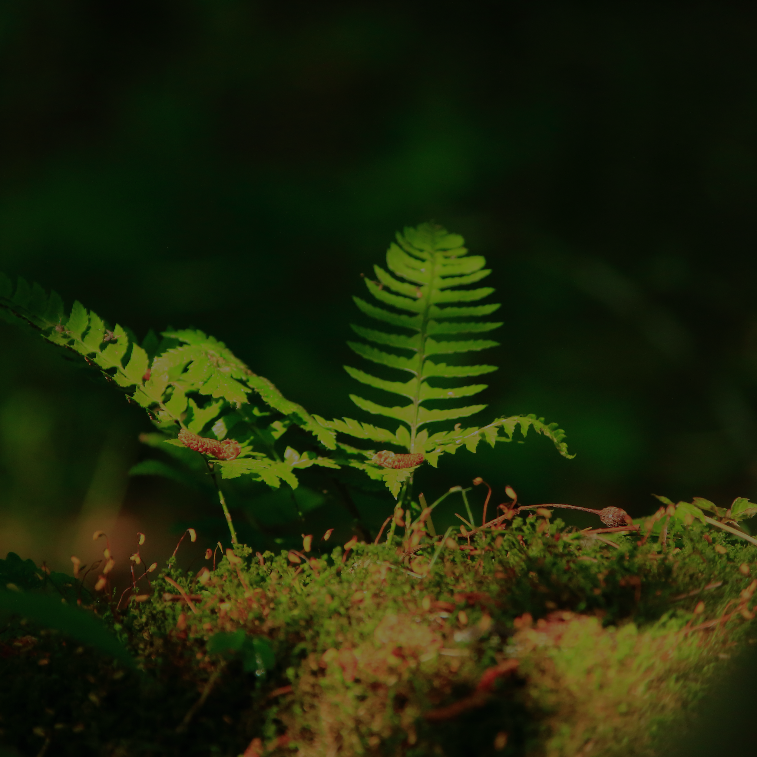 Garten und Forst Kilian Lesin und Louis Rödamer. Forst Holzernte