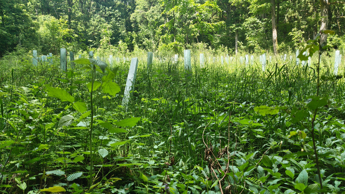 Mischbestand mit Eiche, Elsbeere und Naturverjüngung nach Pflanzung von Speierlingen in der Gemeinde Üchtelhausen