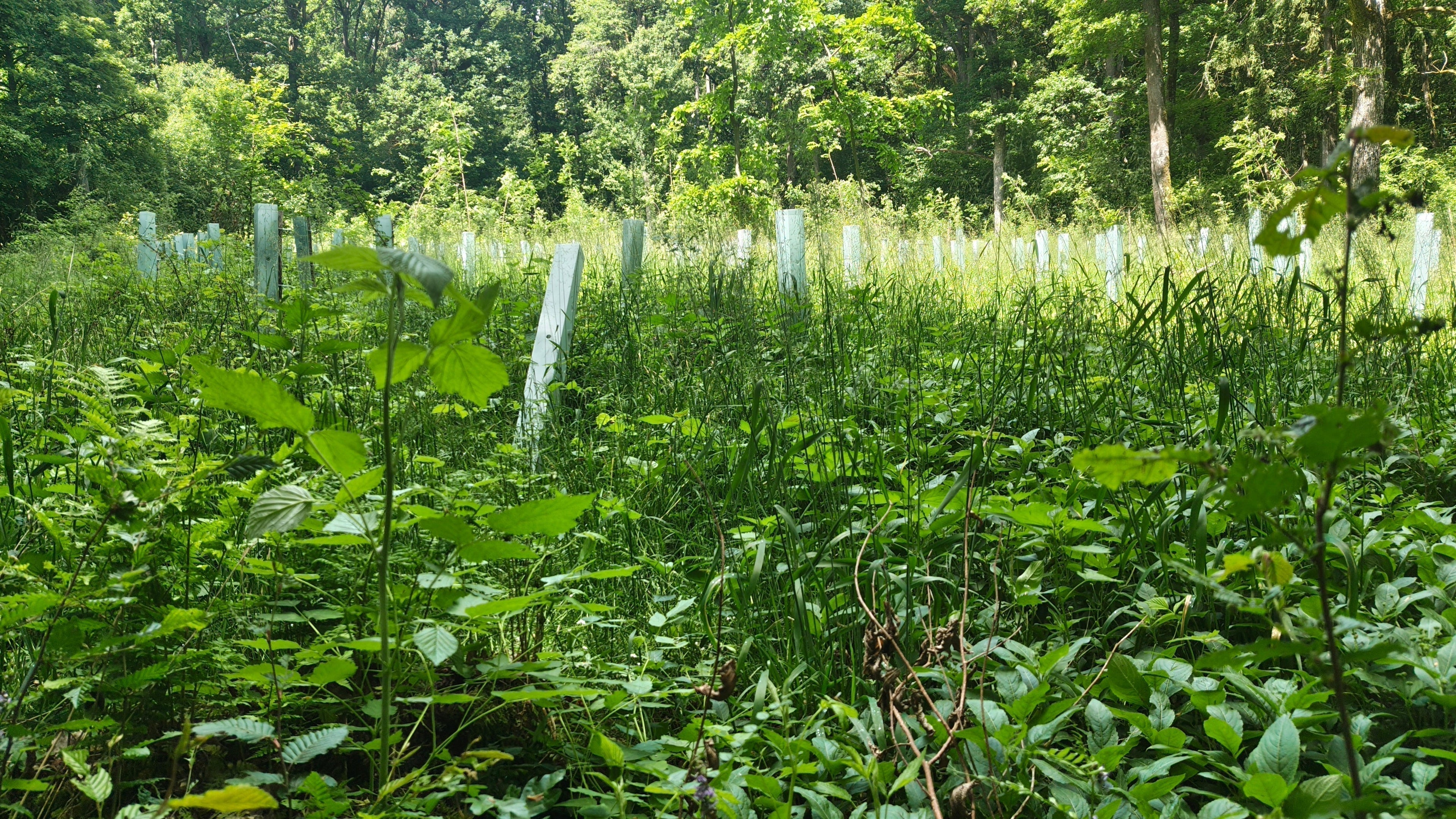 Mischbestand mit Eiche, Elsbeere und Naturverjüngung nach Pflanzung von Speierlingen in der Gemeinde Üchtelhausen
