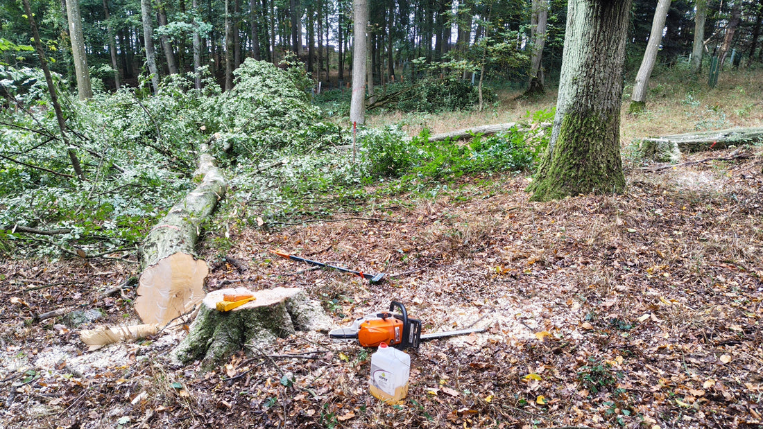 Motormanuelle Holzernte im Privatwald bei Schweinfurt – schonende Baumfällung mit minimalen Bestandsschäden.