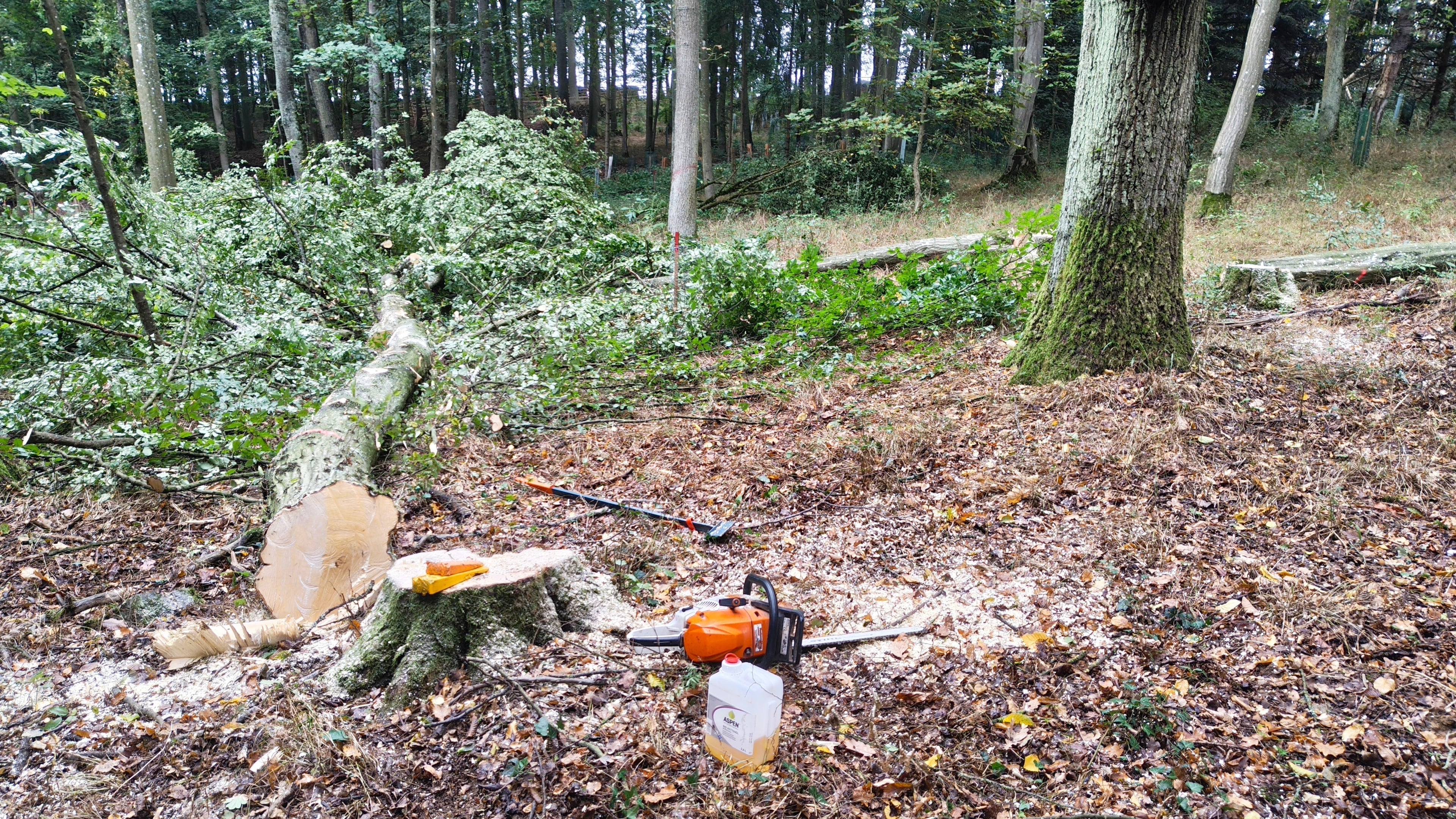 Motormanuelle Holzernte im Privatwald bei Schweinfurt – schonende Baumfällung mit minimalen Bestandsschäden.