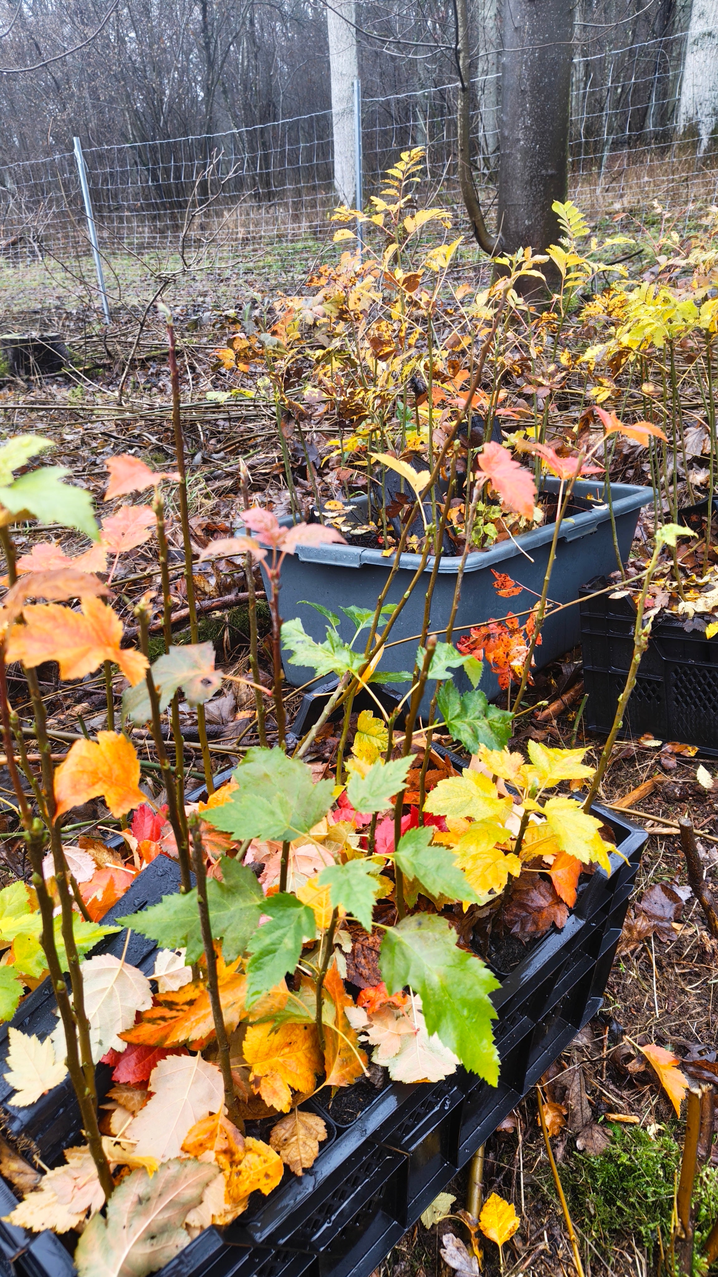 Containerpflanzung Forstdienstleistung Aufforstung in der Nähe