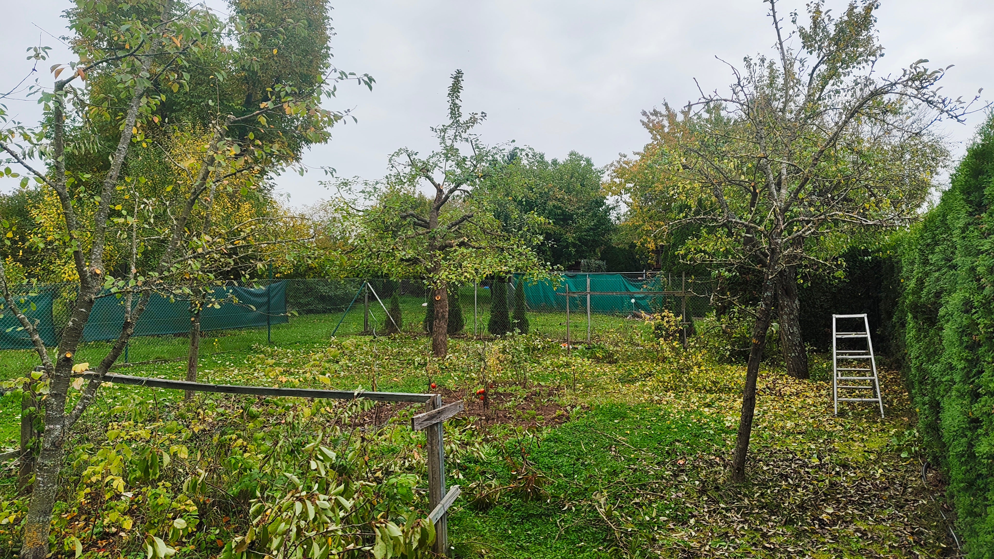 Obstbaumschnitt in der Nähe. Obstbaumpflege