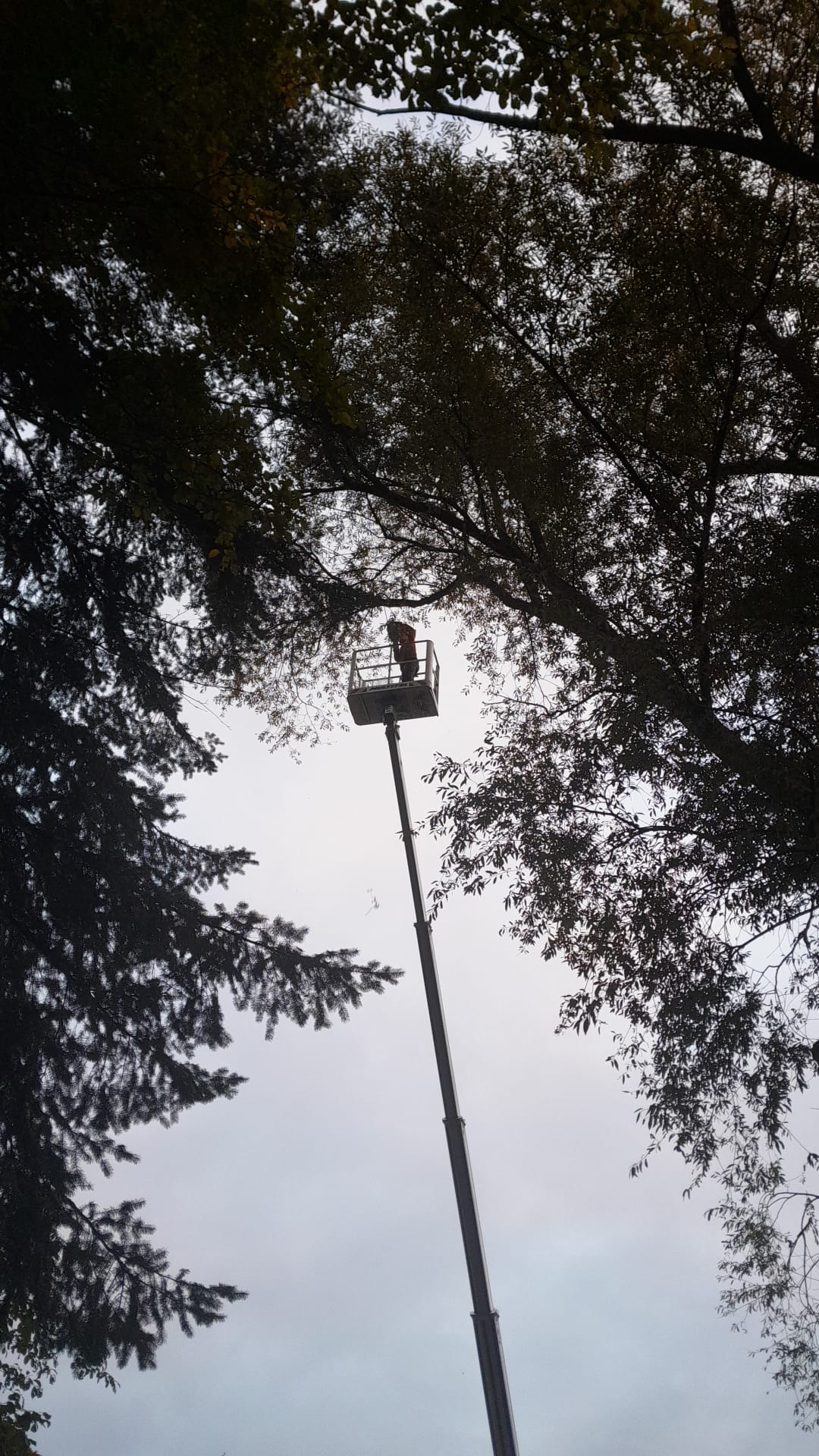 Problembaumentnahme mit Hebebühne in der Nähe