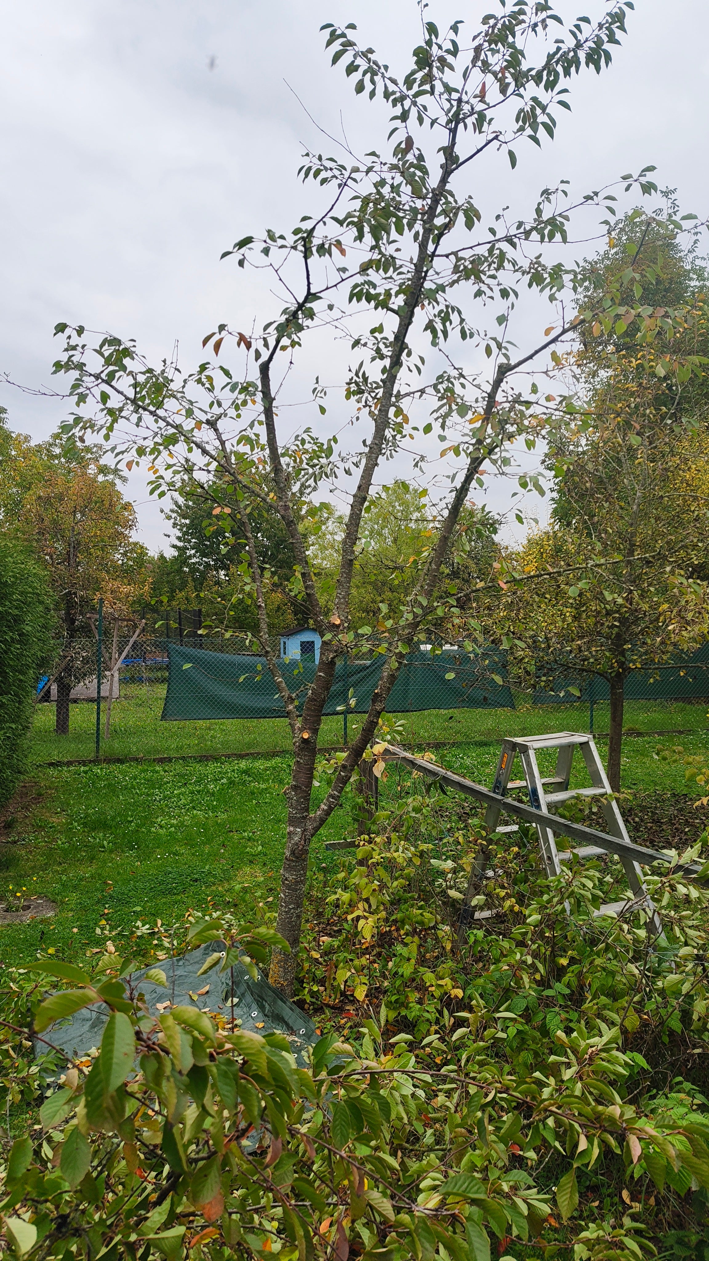 Kirschbaum schneiden lassen in Schweinfurt. Obstbaumpflege Geldersheim