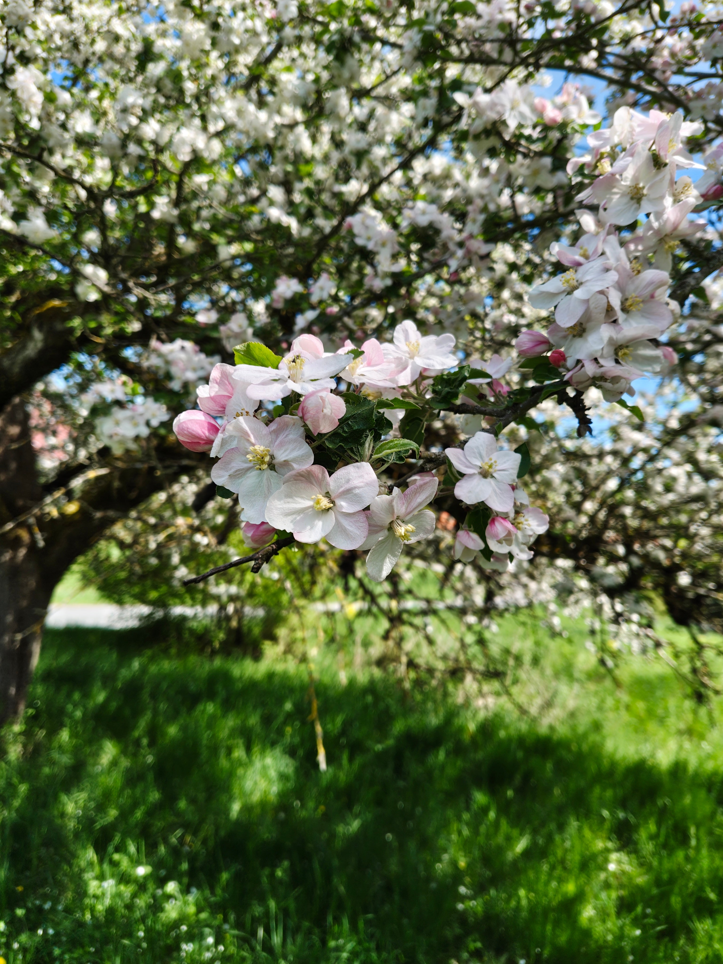 Obstbaum schneiden Winter. Obstbaumschnitt Sommer Schweinfurt