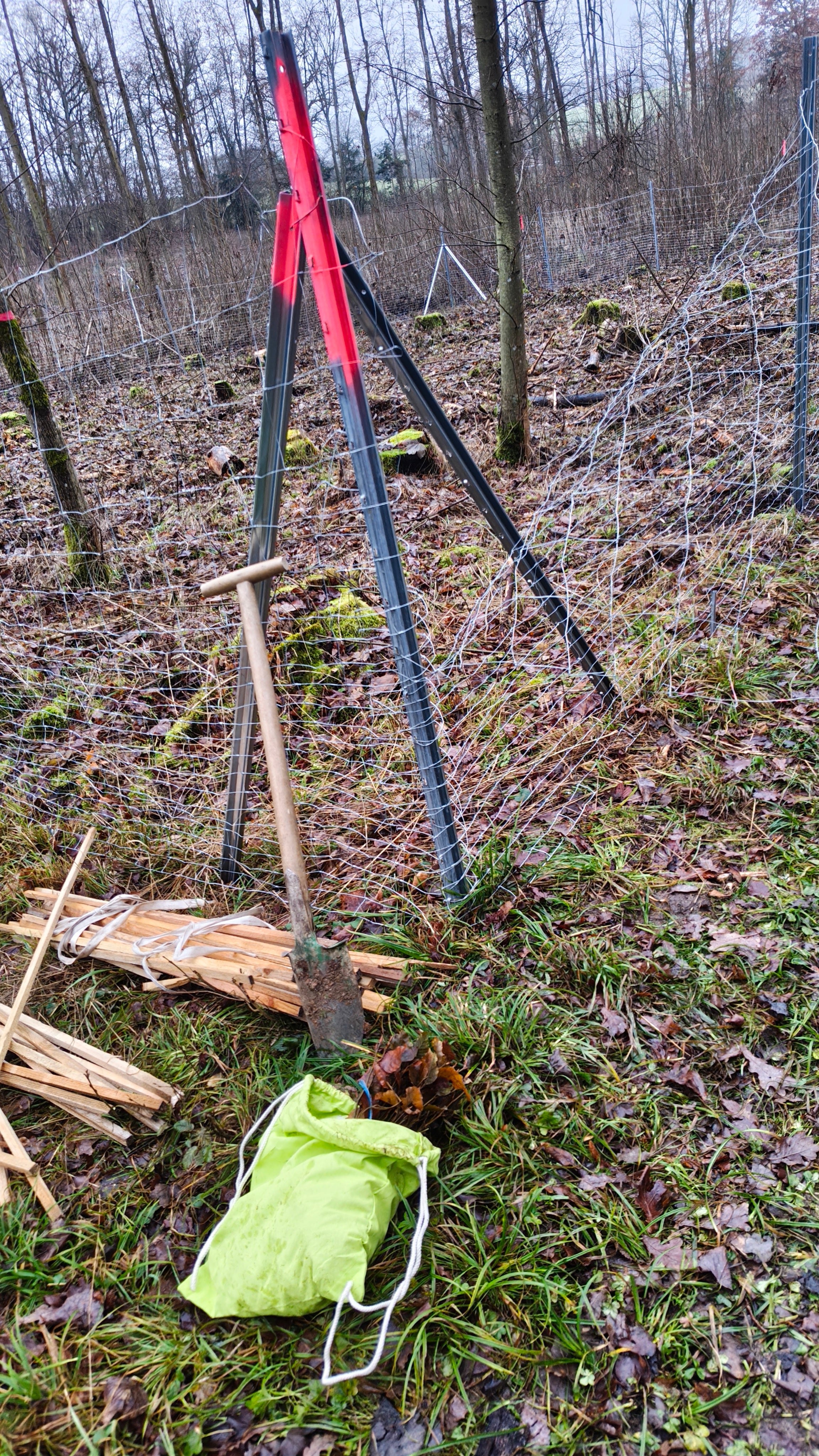 Aufforstung mit Speierlingen im Wald