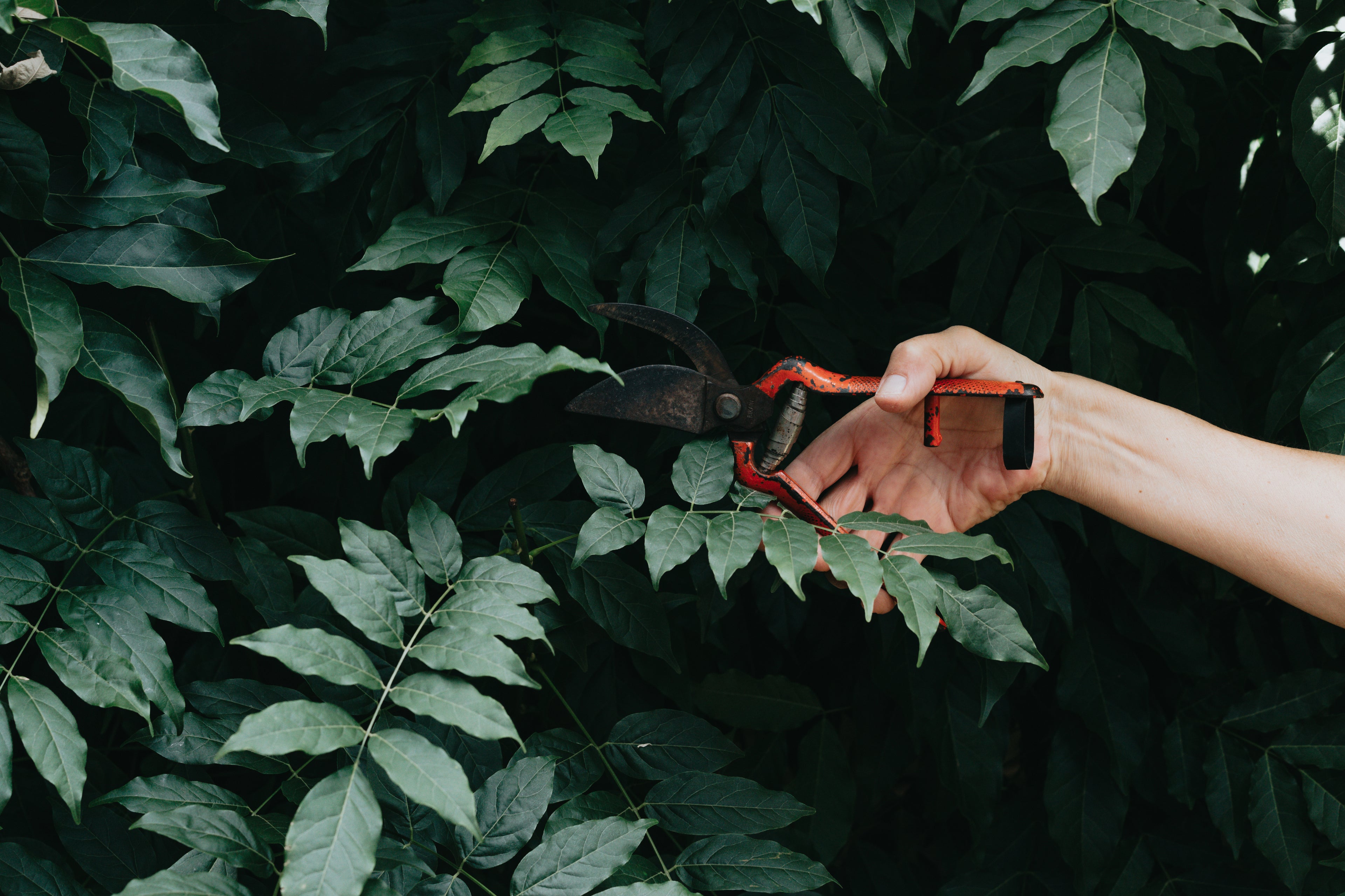Hand mit Astschere beim Heckenschnitt in einem Schweinfurter Garten