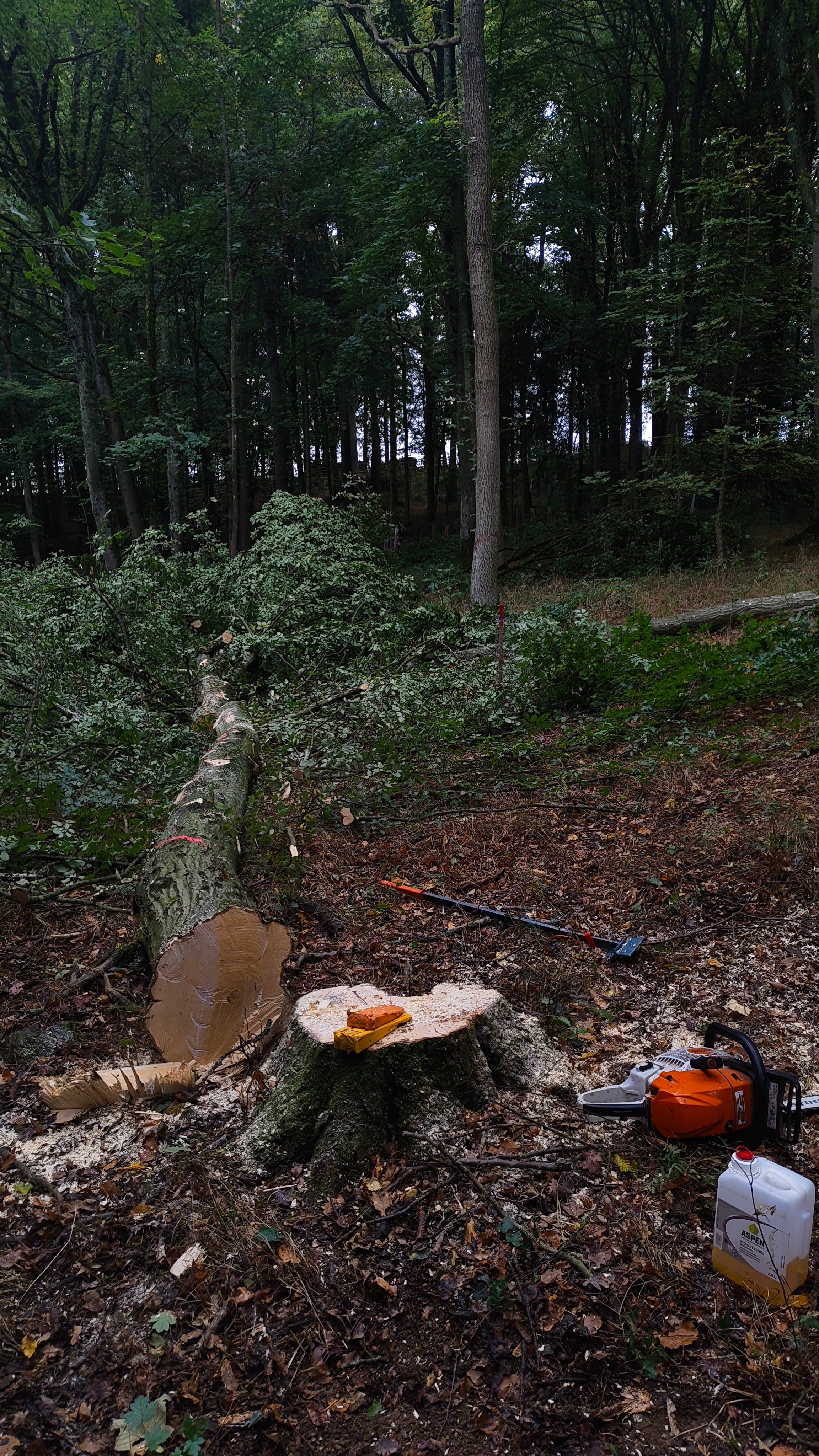 Motormanuelle Holzernte in einem Privatwald bei Schweinfurt – sichere Fällung von Bäumen zur nachhaltigen Waldpflege.