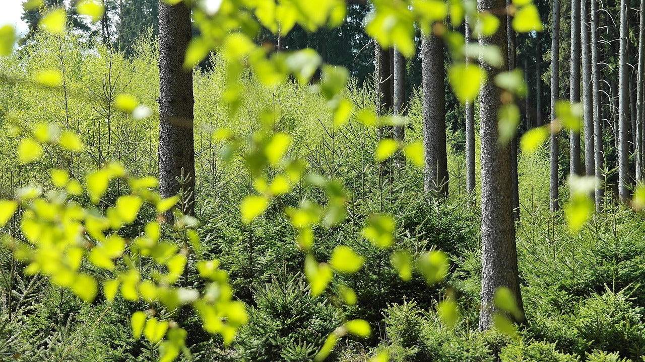 Junge Fichten in der Kulturpflege im Wald um Schweinfurt