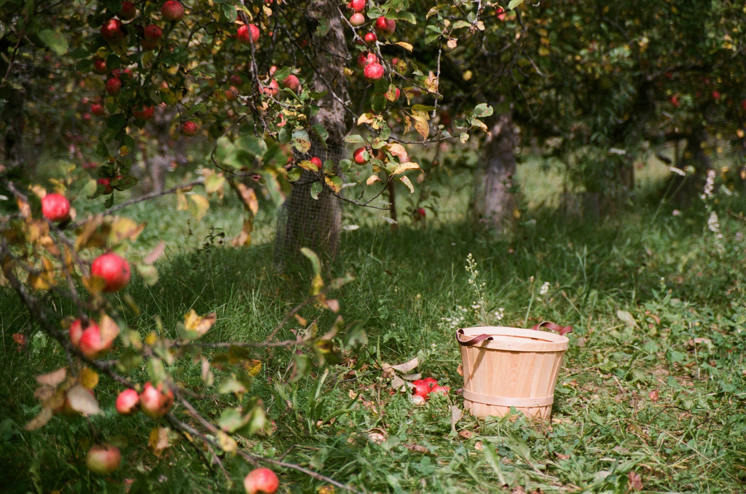 Apfelbaum schneiden Schweinfurt. Obstbaumschnitt im Schweinfurter Obstgarten