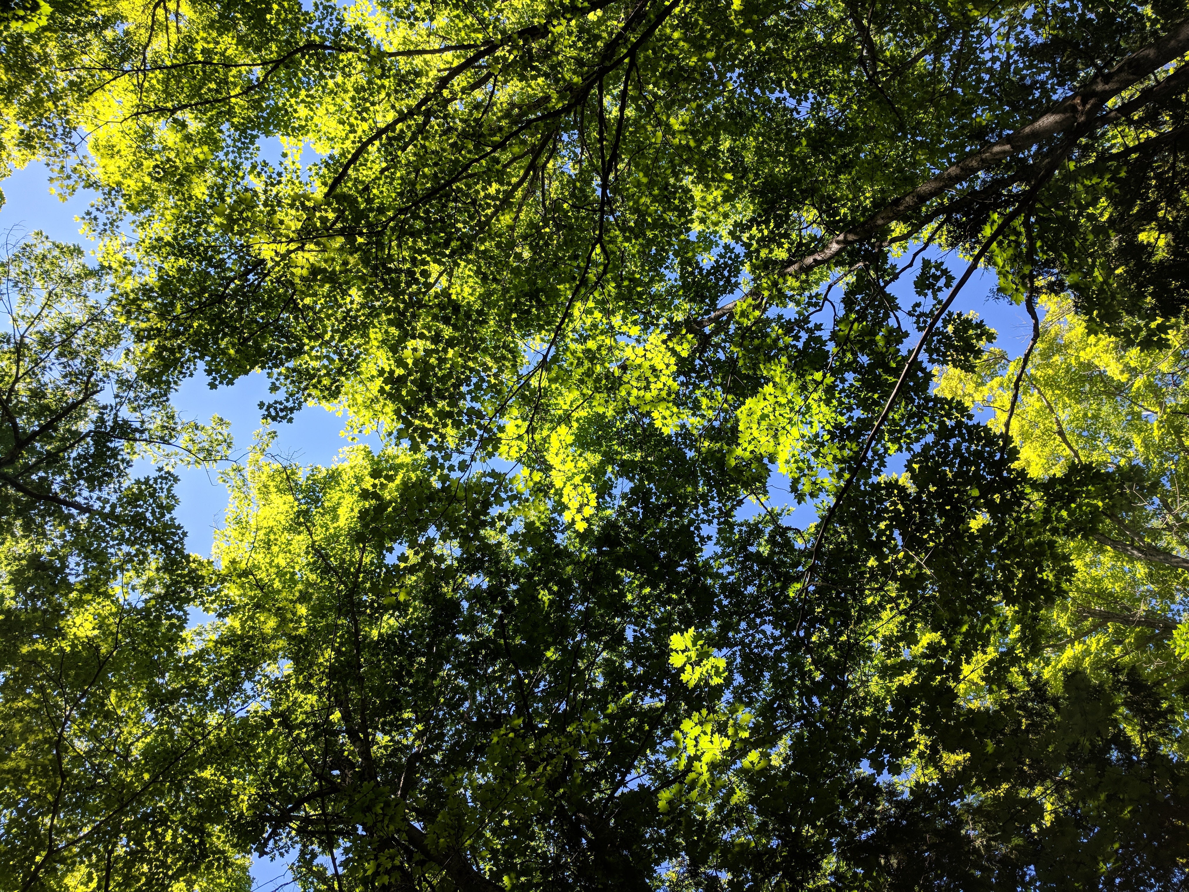 Sonnenbeschienene Baumkronen im Schweinfurter Wald