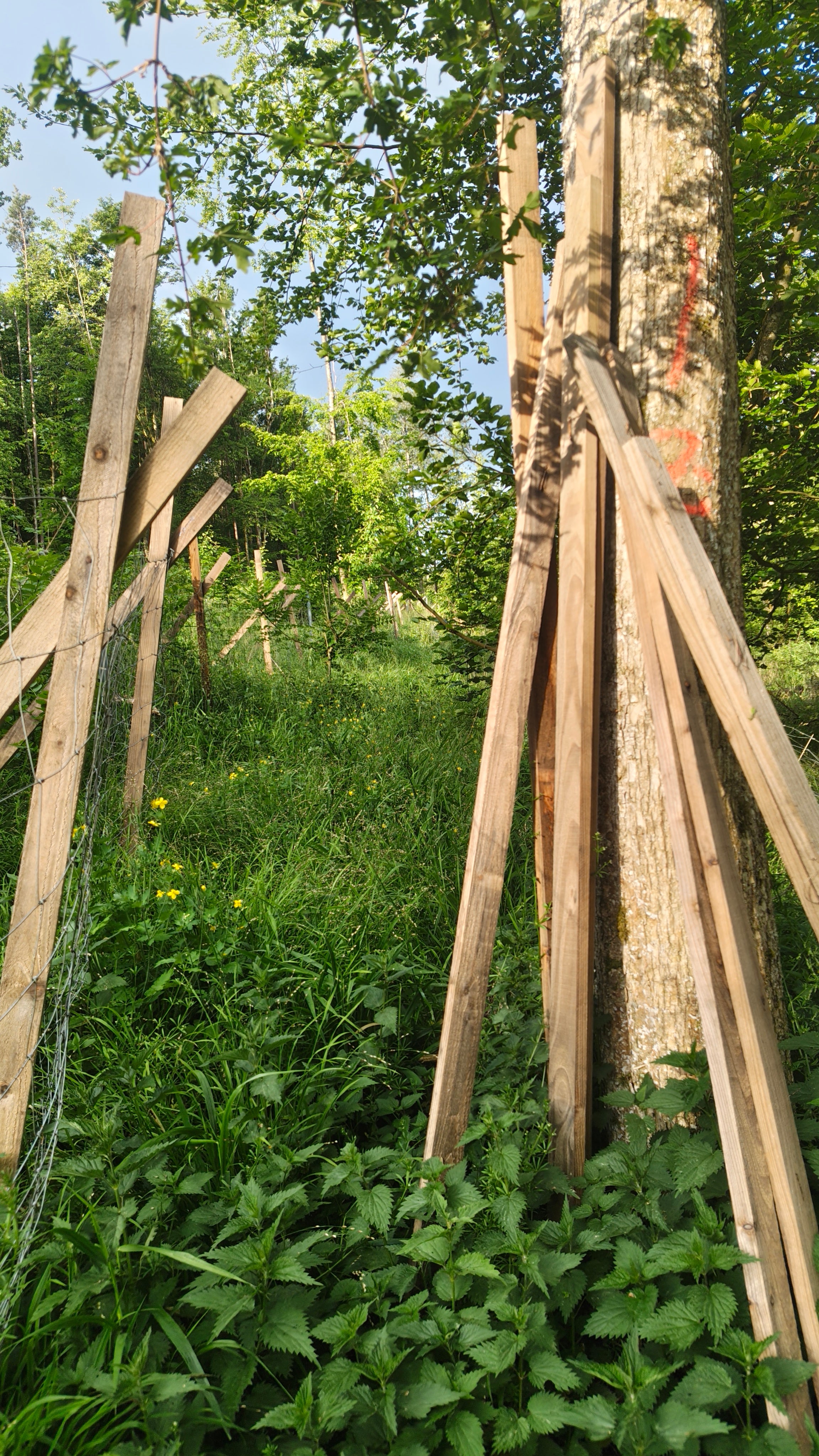 Wildschutzzaun zum Schutz junger Laubbäume auf Aufforstungsfläche bei Schweinfurt – wirksamer Pflanzenschutz gegen Wildverbiss