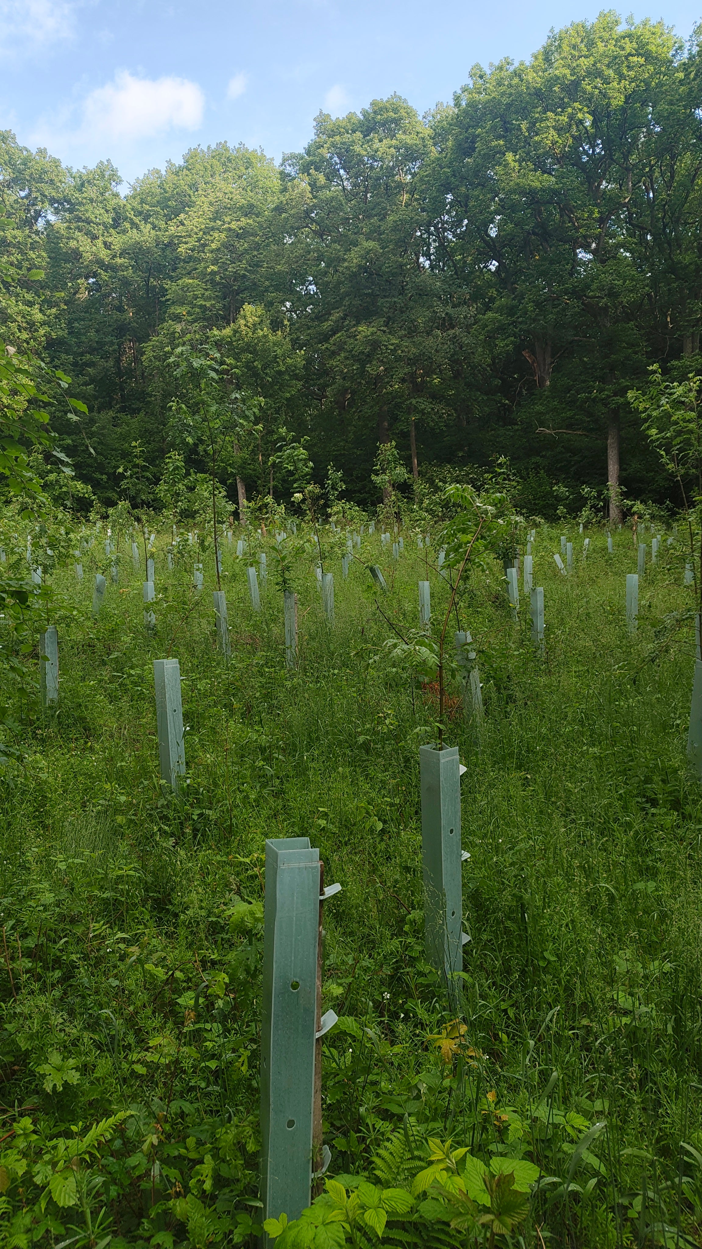 Naturverjüngung unter Wildschutzzaun – junge Mischbaumarten wie der Speierling profitieren von kontrolliertem Verbissschutz bei Üchtelhausen